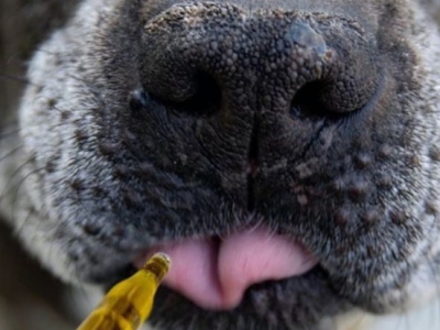 CBD as an integral part of the treatment of numerous orthopedic diseases in dogs