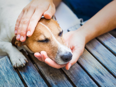 „Silent pain“ in dogs and how to recognize it 
