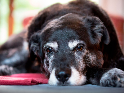 Five reasons to use VetHealth Broad Spectrum oil in senior dogs 