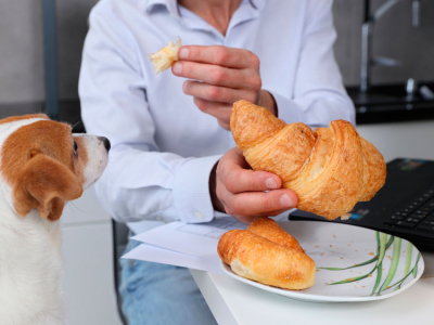 VetHealth – solution for chronic idiopathic gastritis