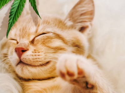 VetHealth Broad Spectrum oil for cats – 5 most common benefits 