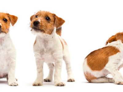 Dog with Dermatitis? Try VetHealth! 