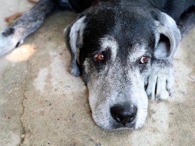 Dementia in dogs 