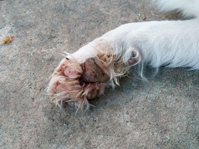 Does your dog have pododermatitis? VetHealth can help!